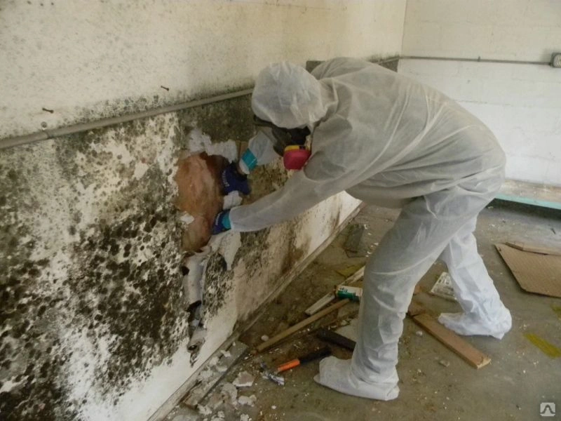 Mold Removal in Twin Cities