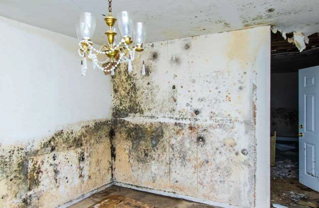 Flood Damage Restoration Circle Pines 3 Flood-damaged hardwood flooring before restoration